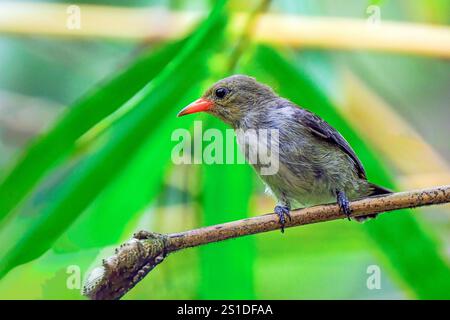 Orangenbauchblütenpecker (Dicaeum trigonostigma), der auf einem Ast thront Stockfoto