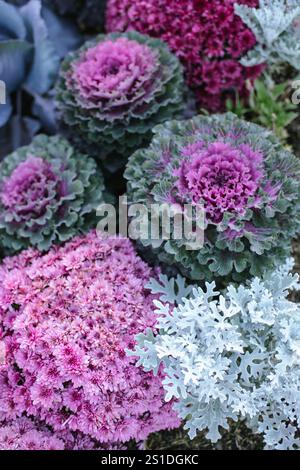 Blick von oben auf violetten Zierkohl und rosafarbene Chrysanthemen Stockfoto