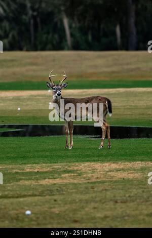 Hirsche posieren auf einem Golfplatz/einer Driving Range Stockfoto