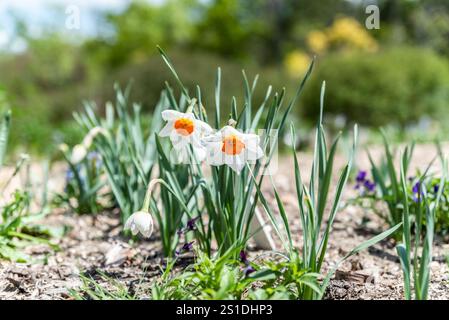 Zwei zarte weiße Narzissen mit leuchtend orangefarbenen Zentren blühen in einem sonnigen Frühlingsgartenbett. Perfekt für Gärten, Blumenbeete und Naturlandschaften Stockfoto