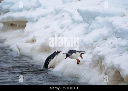 Gentoo-Pinguine, die aus dem Meer kommen. Lustiger Pinguinspaziergang. Stockfoto