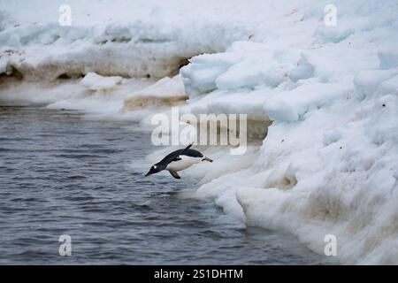 Gentoo-Pinguine, die aus dem Meer kommen. Lustiger Pinguinspaziergang. Stockfoto