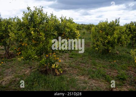 Frühlingszeit, wenn die bekannten sizilianischen Zitronen bereit für die Ernte sind und sie neue Blüten haben. Garten mit Bäumen. Bewölkter Himmel. Cassabile, Sizilien, Stockfoto