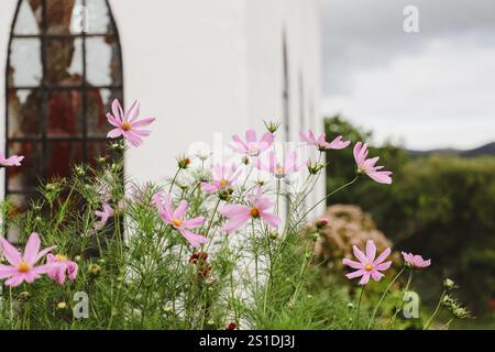 Pink Cosmos Flowers mit wunderschöner Landschaft Stockfoto