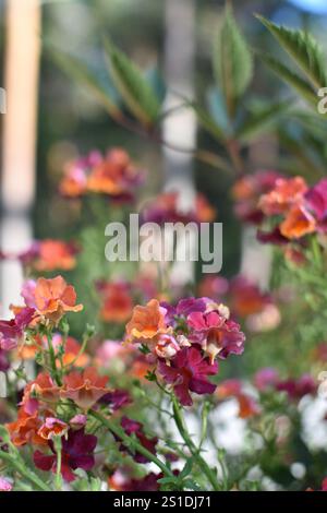Leuchtende Blumen in verschiedenen Farben gedeihen in einem sonnigen Garten Stockfoto