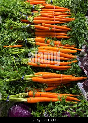 Frische orangefarbene Karotten mit grünen Spitzen, gebündelt in einer Marktpräsentation Stockfoto