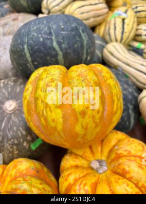 Nahaufnahme von bunten Kürbissen und Kürbis auf einem Markt Stockfoto