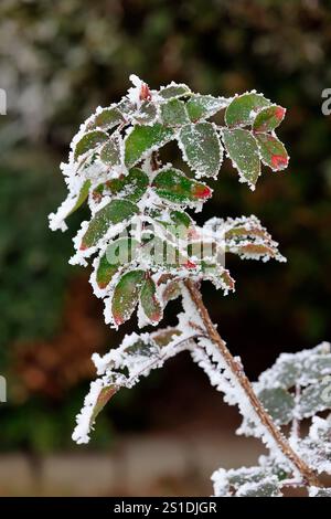 Raureif verzaubert Natur und Garten Stockfoto