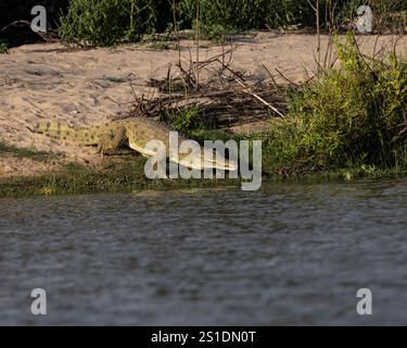 Nil-Krokodil, das ins Wasser eindringt Stockfoto