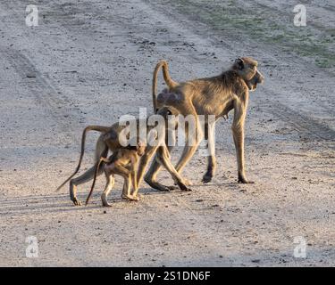 Ein erwachsener gelber Pavian und zwei jüngere Paviane Stockfoto