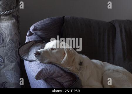 Ein goldener Retriever (Hund, Schütze, Haustier) schläft auf dem Sofa (Sofa). Der Kopf des Hundes wird durch ein nahe gelegenes Fenster beleuchtet. Stockfoto