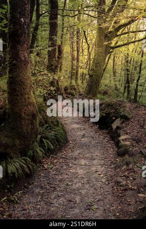 Der Leet Path durch den alten Eichenwald des Draynes Wood auf Bodmin Moor in Cornwall in Großbritannien. Stockfoto