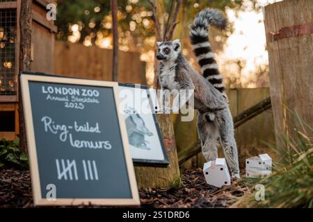 ZSL London Zoo, Großbritannien. Januar 2025. Zoopfleger im ZSL London Zoo beginnen bei der jährlichen Bestandsaufnahme des Zoos mit dem Zählen der Ring-Schwanzlemuren. Die jährliche Prüfung ist eine Voraussetzung für die ZSL London Zoo-Lizenz. Die Tierhalter benötigen fast eine Woche, und die Informationen werden mit anderen Zoos auf der ganzen Welt über eine Datenbank namens Species360 geteilt, wo sie zur Verwaltung der weltweiten Erhaltungszuchtprogramme für gefährdete Tiere verwendet werden. Quelle: Amanda Rose/Alamy Live News Stockfoto