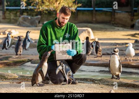 ZSL London Zoo, Großbritannien. Januar 2025. Zoopfleger im ZSL London Zoo beginnen bei der jährlichen Bestandsaufnahme des Zoos mit der Zählung der Humboldt-Pinguine. Die jährliche Prüfung ist eine Voraussetzung für die ZSL London Zoo-Lizenz. Die Tierhalter benötigen fast eine Woche, und die Informationen werden mit anderen Zoos auf der ganzen Welt über eine Datenbank namens Species360 geteilt, wo sie zur Verwaltung der weltweiten Erhaltungszuchtprogramme für gefährdete Tiere verwendet werden. Quelle: Amanda Rose/Alamy Live News Stockfoto