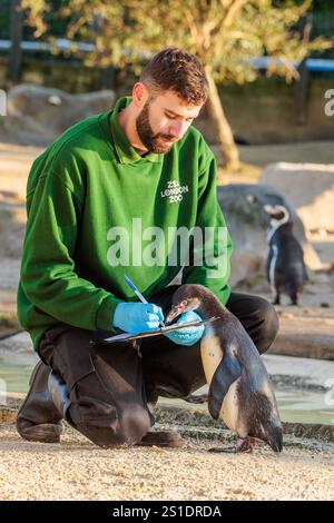 ZSL London Zoo, Großbritannien. Januar 2025. Zoopfleger im ZSL London Zoo beginnen bei der jährlichen Bestandsaufnahme des Zoos mit der Zählung der Humboldt-Pinguine. Die jährliche Prüfung ist eine Voraussetzung für die ZSL London Zoo-Lizenz. Die Tierhalter benötigen fast eine Woche, und die Informationen werden mit anderen Zoos auf der ganzen Welt über eine Datenbank namens Species360 geteilt, wo sie zur Verwaltung der weltweiten Erhaltungszuchtprogramme für gefährdete Tiere verwendet werden. Quelle: Amanda Rose/Alamy Live News Stockfoto