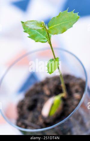 Holly-Eiche wächst in einem Glas mit Boden, was neues Leben, Wachstum und Umweltschutz repräsentiert Stockfoto
