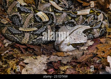 Die Gaboon Viper (Bitis gabonica), auch Gaboon adder genannt, ist eine große und hochgiftige Viper-Art, die in den Regenwäldern und Savannen von vorkommt Stockfoto