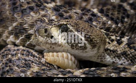 Die Western Diamondback Klapperschlange oder Texas Diamond-back (Crotalus atrox) ist eine Klapperschlange, die im Südwesten zu finden ist Stockfoto