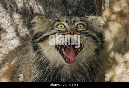 Die Pallas-Katze (Otocolobus manul), auch Manul genannt, ist eine kleine Wildkatze mit langem und dichtem hellgrauem Fell und abgerundeten Ohren, die tief an der Seite liegen Stockfoto