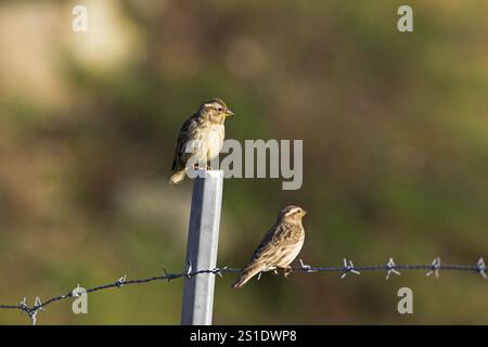 Rock sparrow Petronia petronia auf Zaun Asco Tal Naturelle Parc Regional de la Corse Korsika Frankreich Stockfoto