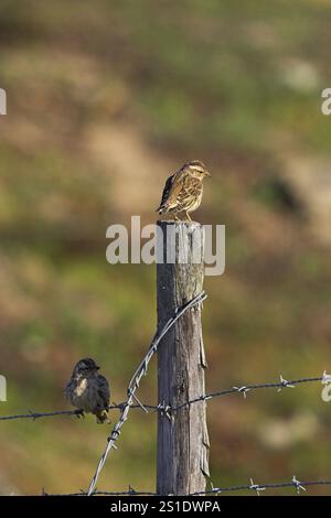 Rock sparrow Petronia petronia auf Zaun Asco Tal Naturelle Parc Regional de la Corse Korsika Frankreich Stockfoto