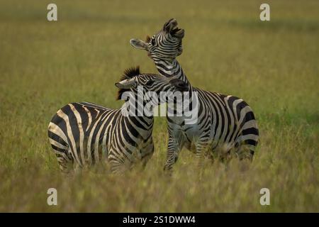 Zwei Plains Zebras spielen im Gras Stockfoto