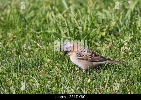 Rufous-collared sparrow Zonotrichia capensis auf Grünland Nationalpark Torres del Paine Patagonien Chile Südamerika Dezember 2016 Stockfoto