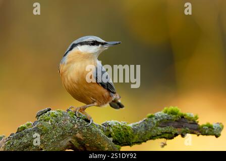 Eurasischer Nuthatch, Sitta europaea sitzt auf einem mit Moos bedeckten Zweig. Im Wald. Bei Sonnenaufgang. Unscharfer orangefarbener Hintergrund. Trencin, Slowakei Stockfoto