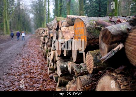 Gefällte und gestapelte Baumstämme mit Keep-off-Schild. Grovely Wood, Wiltshire, Großbritannien. Stockfoto