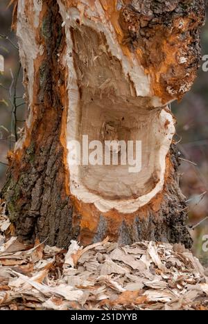 Baumstamm wurde von einem Biber beschädigt. In der Nähe des Flusses. Trencin, Slowakei Stockfoto