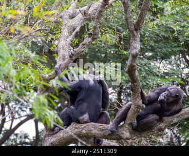 Gorillas sitzen auf einem Zweig eines Baumes in einem Zoo Stockfoto