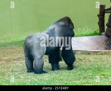 Nahaufnahme eines Silberrückengorillas, der in einem Zoo spaziert Stockfoto