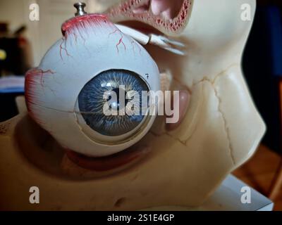 Das menschliche Auge, das Sinnesorgan für das visuelle Wahrnehmungsauge, das Organ für die visuelle Wahrnehmung Stockfoto
