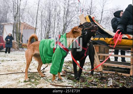 LVIV, UKRAINE - 29. DEZEMBER 2024 - Hunde wetteifern um eine Zweigstelle während des Bazaar der Guten Wohltätigkeitsveranstaltung zur Unterstützung streunender Tiere in Lviv, Westukraine. Stockfoto