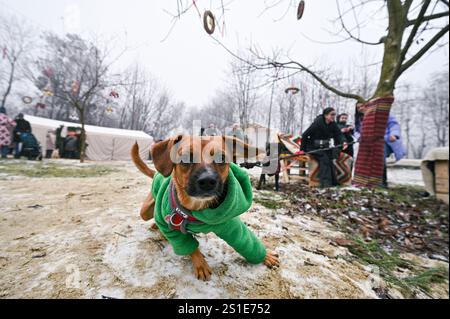 LVIV, UKRAINE - 29. DEZEMBER 2024 - Ein Hund in einer Winterjacke läuft während des Bazaar der guten Wohltätigkeitsveranstaltung zur Unterstützung streunender Tiere in Lviv, Westukraine. Stockfoto