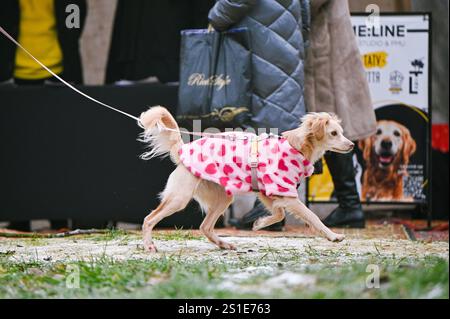 LVIV, UKRAINE - 29. DEZEMBER 2024 - Ein Hund sitzt in einer Winterjacke während der Wohltätigkeitsveranstaltung Basar der Guten, die zur Unterstützung von streunenden Tieren in Lviv, Westukraine stattfindet. Stockfoto