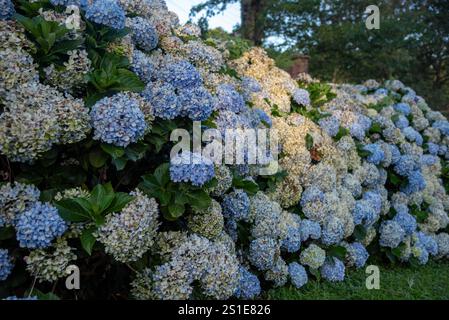 Hortensie macrophylla (Thunb.) Bekannt unter den gebräuchlichen Namen von Hortensien, Hortensien, Hortensien oder einfach granja. Stockfoto