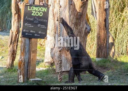 London, England, Großbritannien. Januar 2025. Westlicher Tieflandgorilla im ZSL London Zoo während des jährlichen Tierinventars. Die Bestandsaufnahme erfasst mehr als 500 Arten und unterstützt globale Naturschutzprogramme für bedrohte Wildtiere. (Kreditbild: © Thomas Krych/ZUMA Press Wire) NUR REDAKTIONELLE VERWENDUNG! Nicht für kommerzielle ZWECKE! Stockfoto