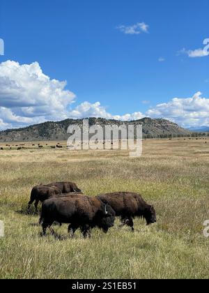 Herde amerikanischer Büffel in den Bergen des Grand Teton National Park, Wyoming, USA Stockfoto