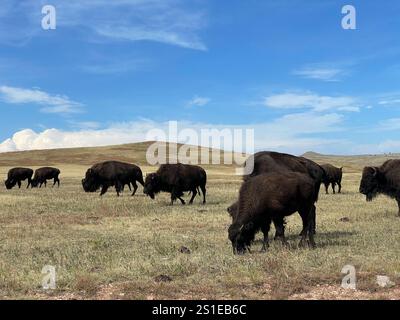 Amerikanischer Bison im Custer State Park, South Dakota, USA Stockfoto