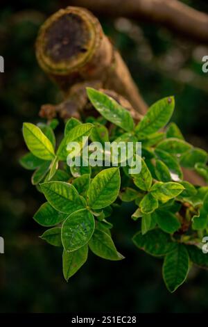 Eine Nahaufnahme frischer grüner Blätter, die vor einem weichen Bokeh-Hintergrund glitzern. Stockfoto