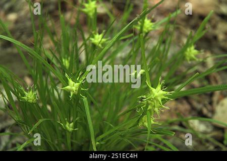 Carex grayi (Gray's Sdge) Pflanze mit Samenköpfen in Virginia, USA Stockfoto