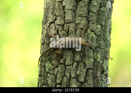 Ostzaun-Eidechse auf einem Baum in Virginia, USA Stockfoto
