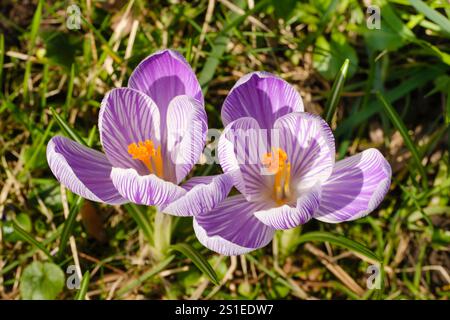 Blossom Blue Crocus auf der Wiese Stockfoto