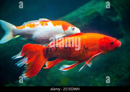 Granby, Quebec - 2. Januar 2025: Wunderschöner Koi-Fisch im Winter Granby Zoo Stockfoto