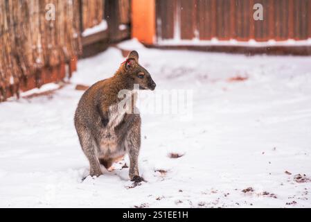 Granby, Québec - 2. Januar 2025: Wallaby im Winter Granby Zoo Stockfoto