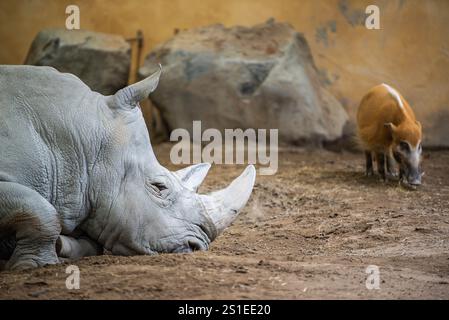 Granby, Quebec - 2. Januar 2025: Schlafende Rihnos im Winter Granby Zoo Stockfoto