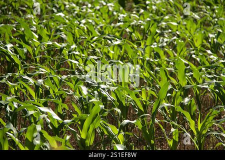 Maismais im späten Frühjahr in Virginia, USA Stockfoto