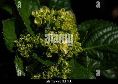 hortensie Pflanzen und Blumen (Hortensie macrophylla) Stockfoto