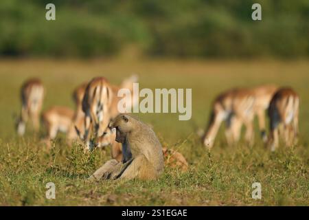 Der gelbe Pavian (Papio cynocephalus) ernährt sich von Grasland im South Luangwa National Park, Sambia Stockfoto